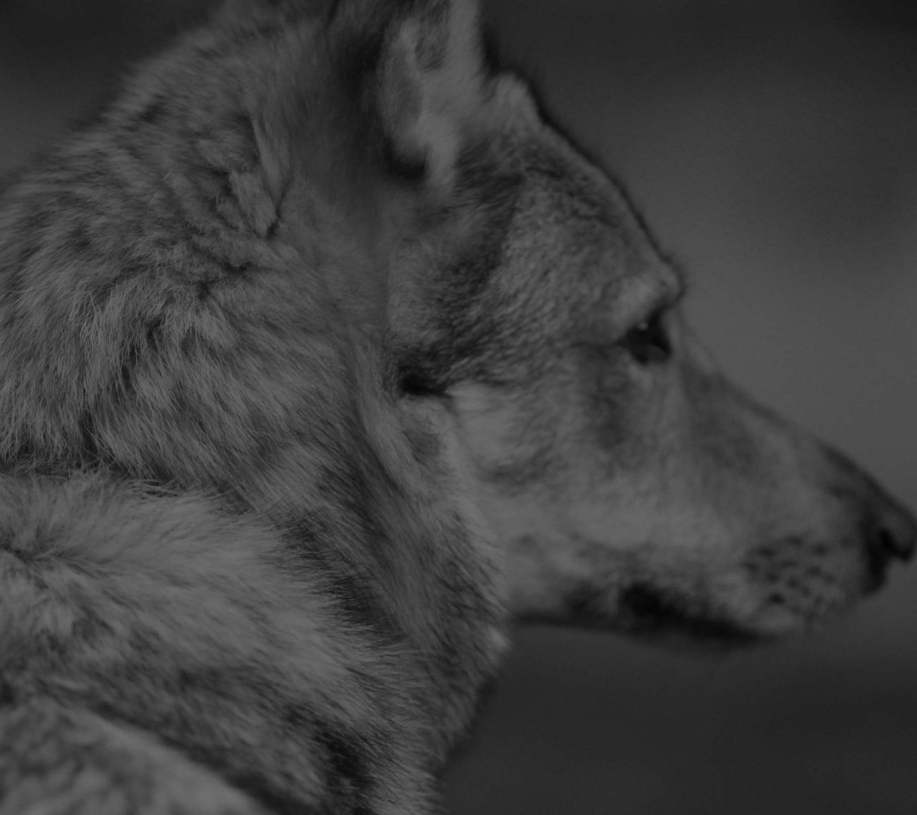 Black and white profile of a Czechoslovakian Wolfdog