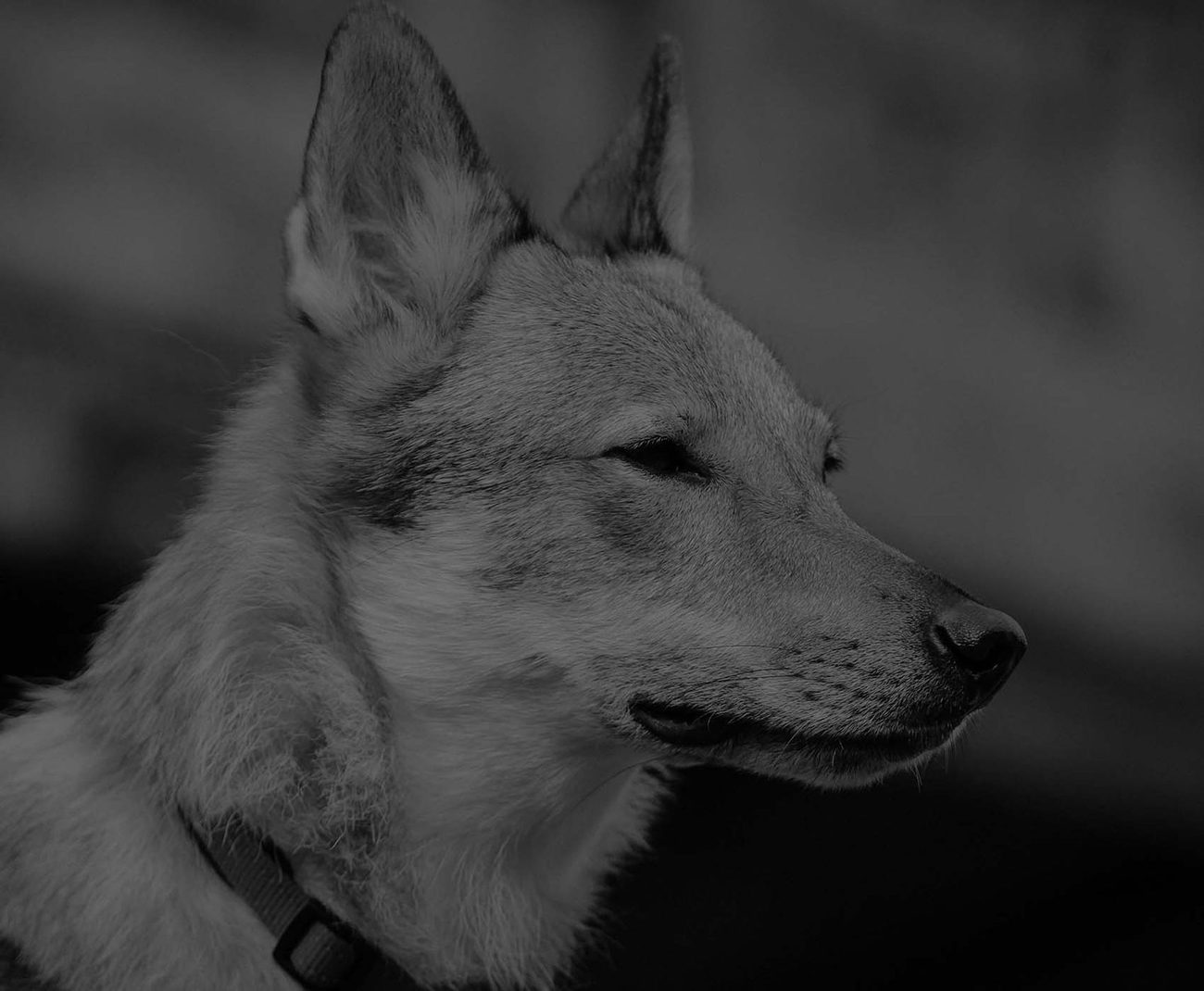 Alert Czechoslovakian Wolfdog in profile